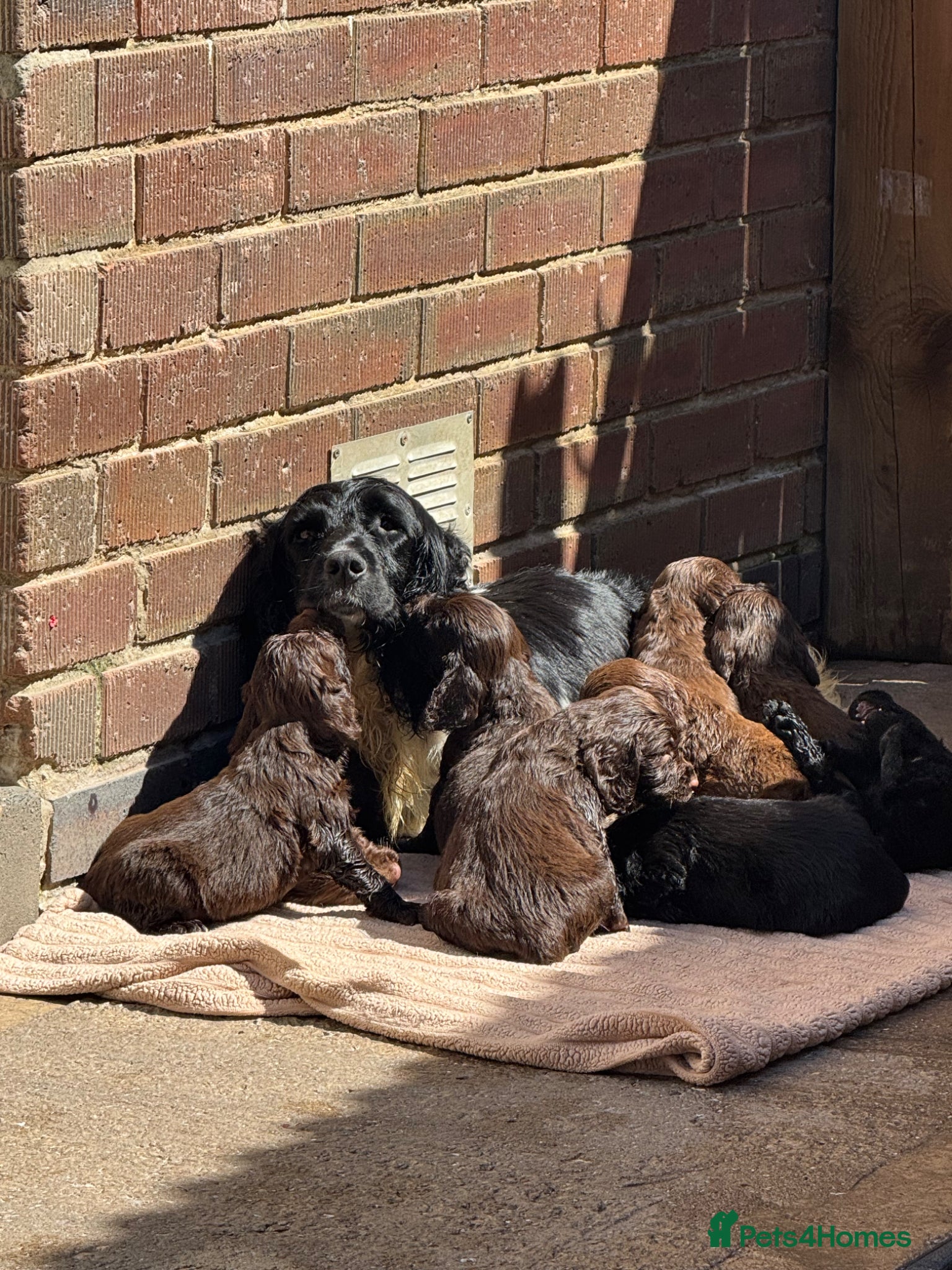 Sprocker dogs Beautiful Sprocker Pups..  - Advert 2