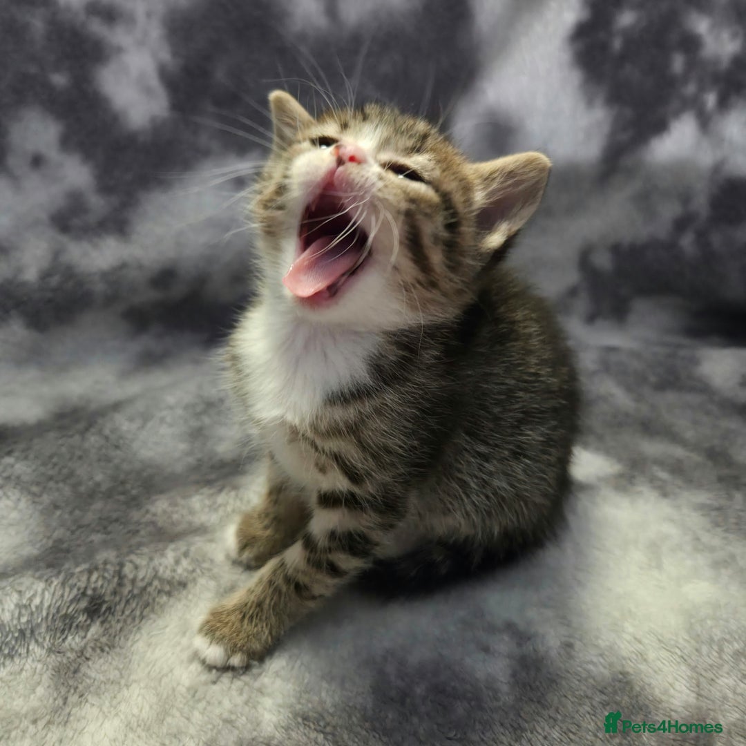 Mixed Breed cats for sale: Mixed breed kittens - Image 9