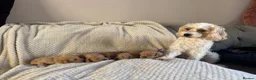 Cavapoo dogs for sale: Fully health checked, family raised Cavapoos - Advert 18