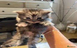 Maine Coon cats for sale: 🐾 Proven TICA  Maine Coon Queen – Black Smoke 🐾 - Image 8