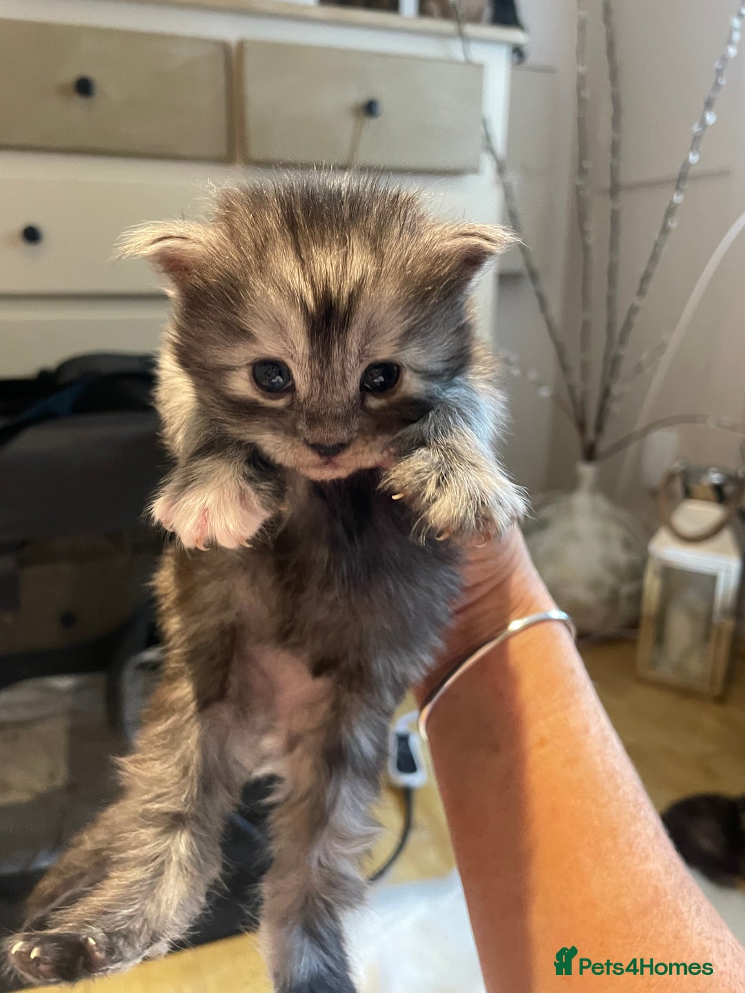 Maine Coon cats for sale: 🐾 Proven TICA  Maine Coon Queen – Black Smoke 🐾 - Image 8