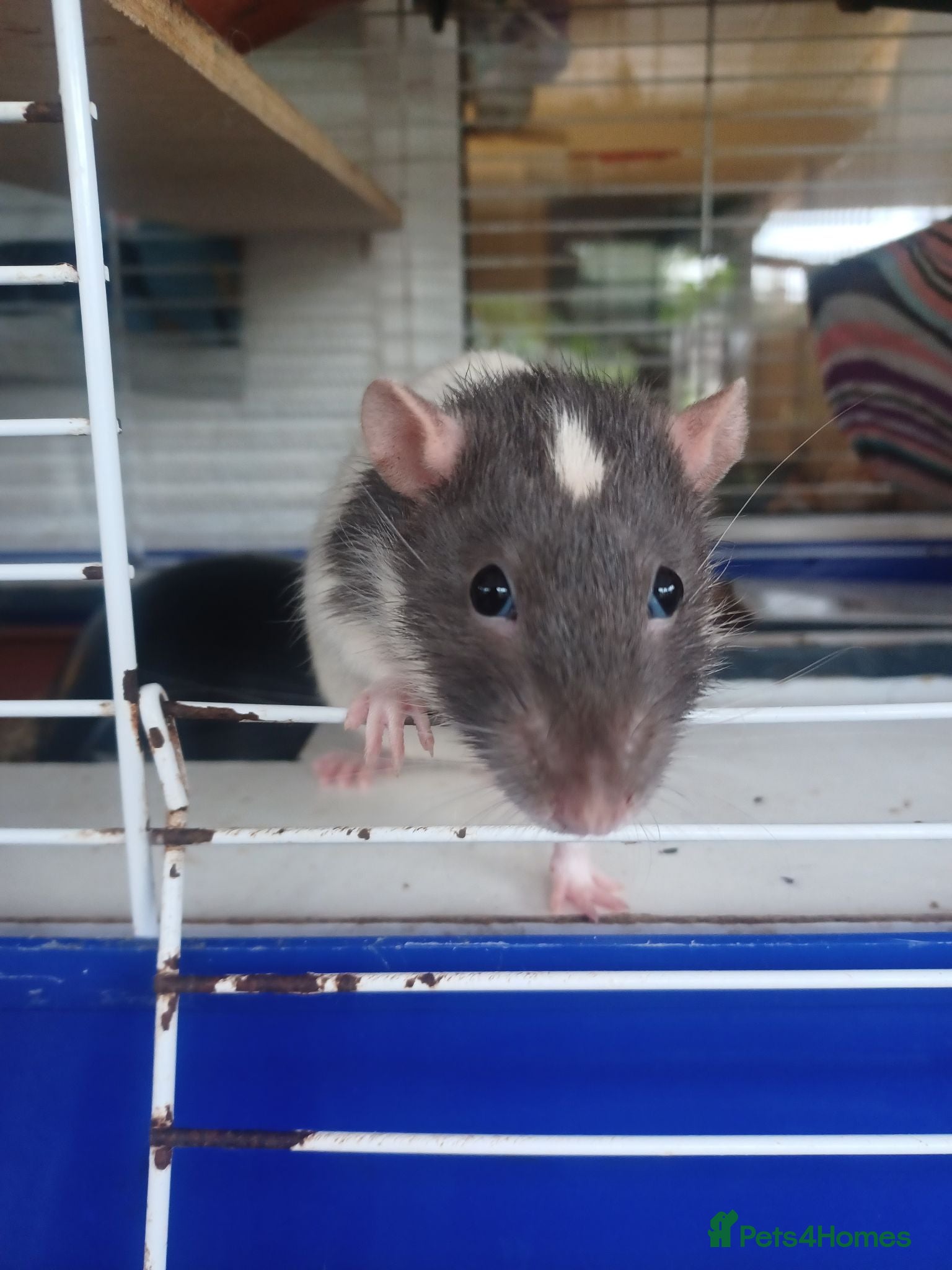 Rat rodents experienced rat keeper needed  - Advert 1