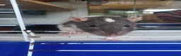 Rat rodents for sale: experienced rat keeper needed  in Brighton - Advert 1