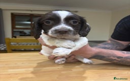 English Springer Spaniel dogs for sale: 🐾 Pedigree English Springer Spaniel Puppies 🐾 - Image 7