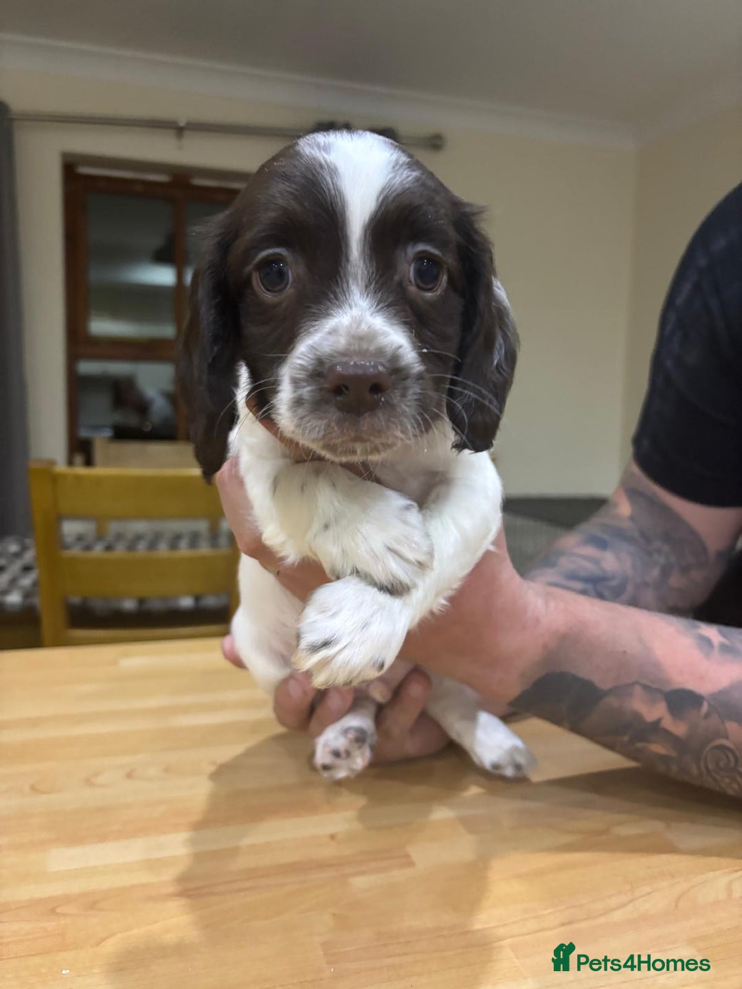English Springer Spaniel dogs for sale: 🐾 Pedigree English Springer Spaniel Puppies 🐾 - Image 7