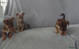 Jack Russell dogs for sale: Miniature jack Russell pups - Image 9