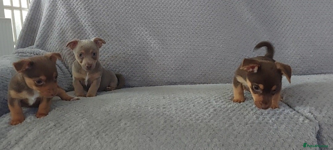 Jack Russell dogs for sale: Miniature jack Russell pups - Image 9