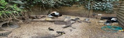 Ducks poultry for sale: Ducklings and adults available various ages  - Advert 4