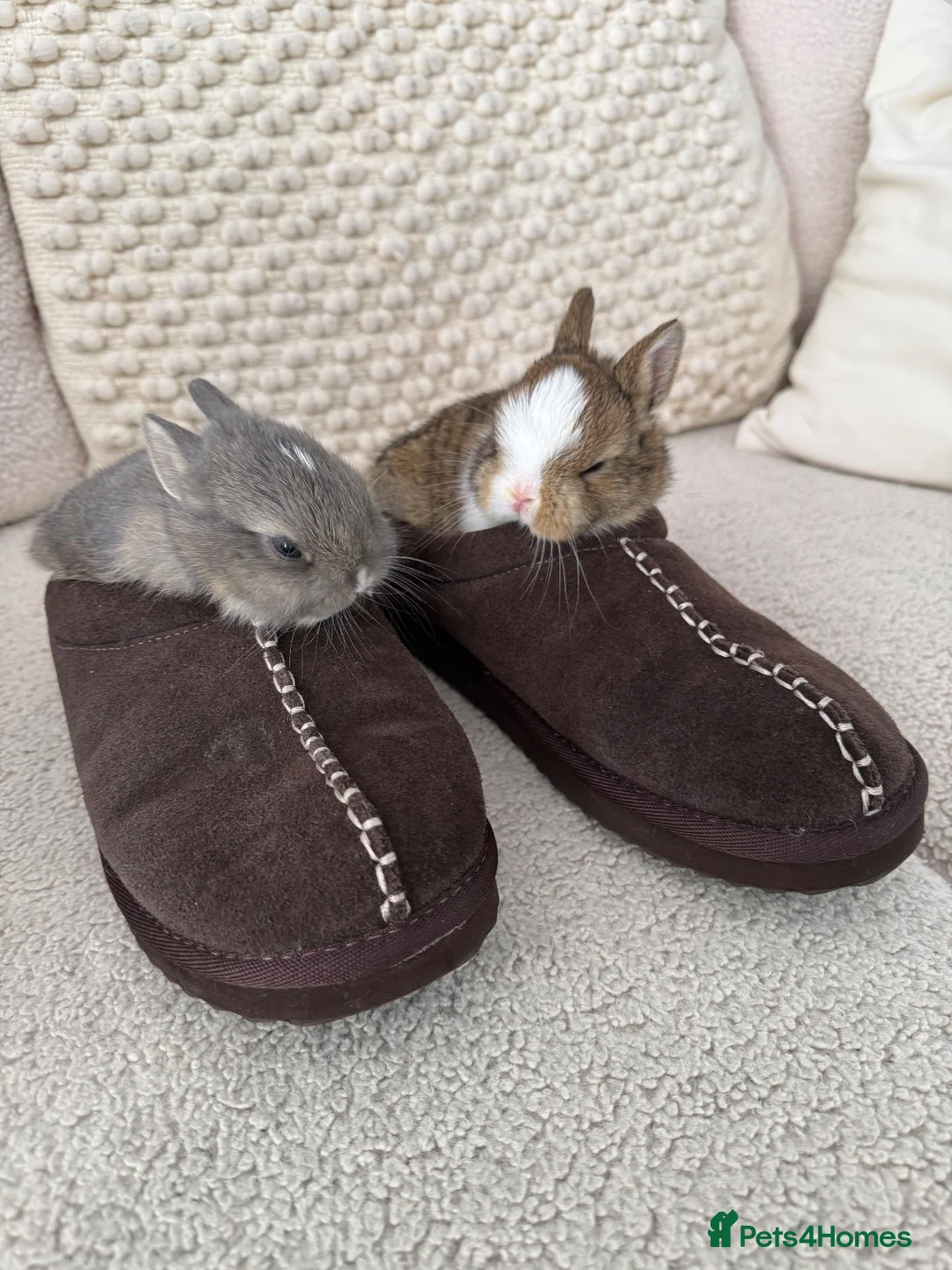 Netherland Dwarf rabbits for sale: Cute and cuddly Netherland Dwarf bunnies - Advert 1