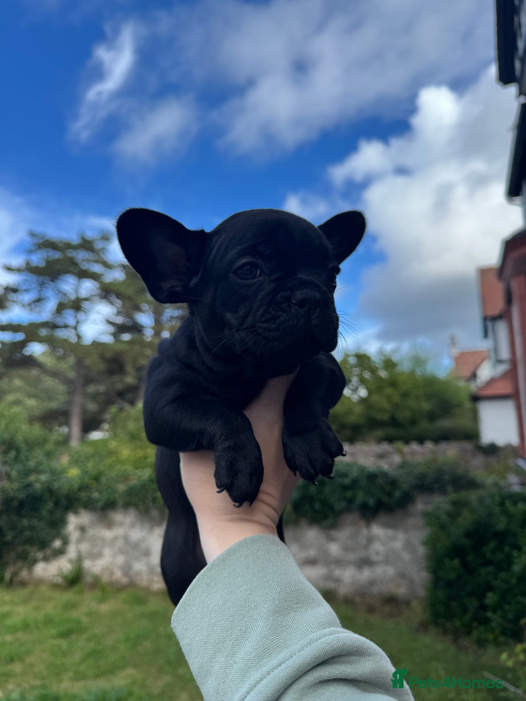 French Bulldog dogs for sale: French Bulldog Puppies - Image 7