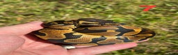 Python Snake reptiles for sale: 2025 Ball Python / Royal Python Hatchlings - Advert 6
