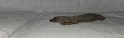 Miniature Dachshund dogs for sale: True long haired miniature dachshund for sale in Cardiff - Advert 3
