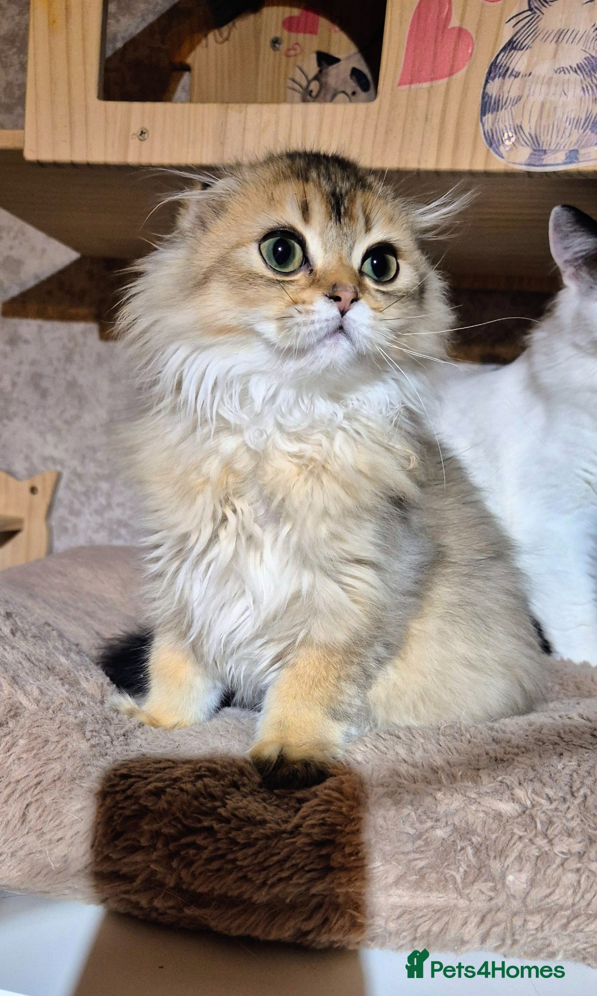 Scottish Fold cats 1 fold boy left!! TICA reg. Scottish Fold  - Advert 3