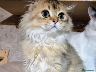 Scottish Fold cats 1 fold boy left!! TICA reg. Scottish Fold - Advert 3