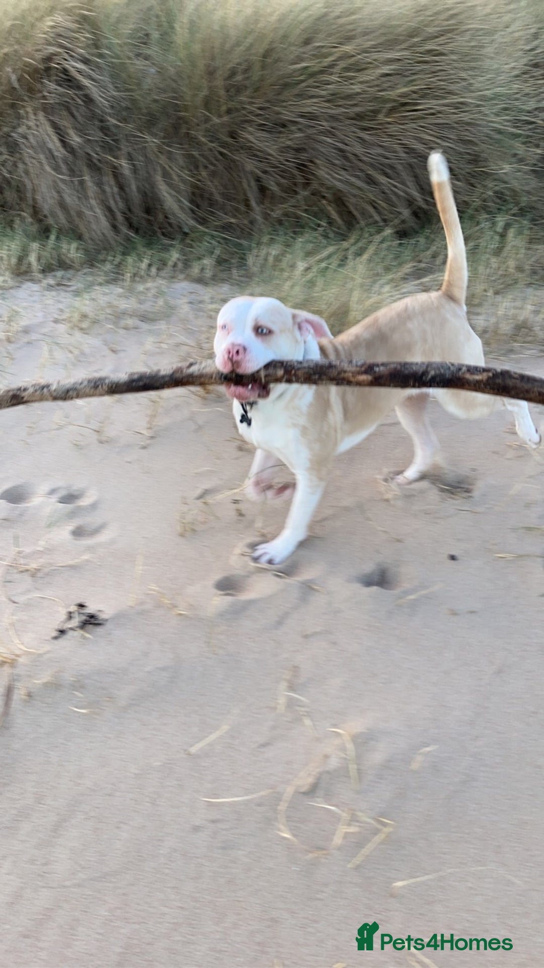 Alapaha Blue Blood Bulldog dogs for stud: Alapaha blue blood bulldog - Advert 23