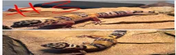 Leopard Gecko reptiles for sale: Baby leopard geckos! in Leighton Buzzard - Advert 4