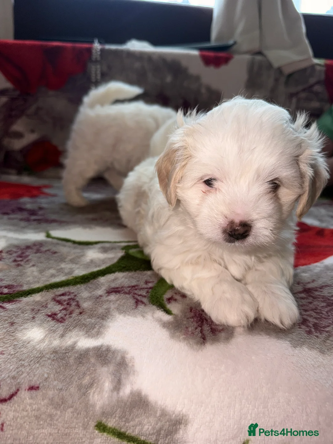 Bichon Frise dogs for sale: The Pedigree Club Bichon Frise Puppies - Advert 23