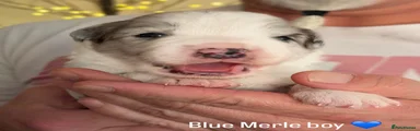 Blue Merle Boy 