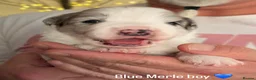Border Collie dogs for sale: Beautiful Champion Line Puppies  - Advert 3