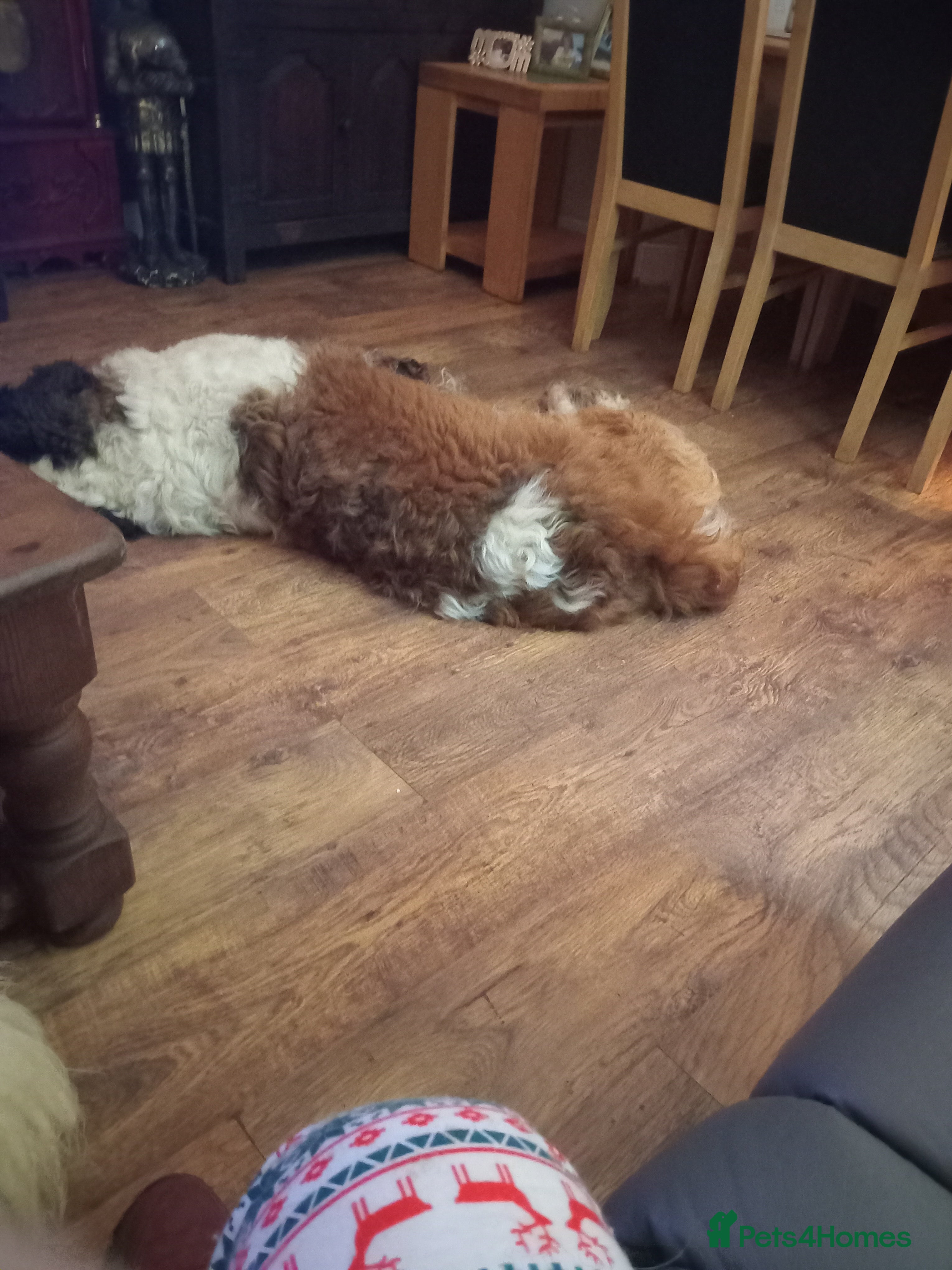 Saint Bernard dogs 2 year old  spayed saint bernard  - Advert 1