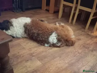 Saint Bernard dogs 2 year old spayed saint bernard - Advert 1