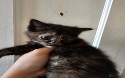 Mixed Breed cats for sale: Kittens for sale ready to leave to good homes  - Image 2