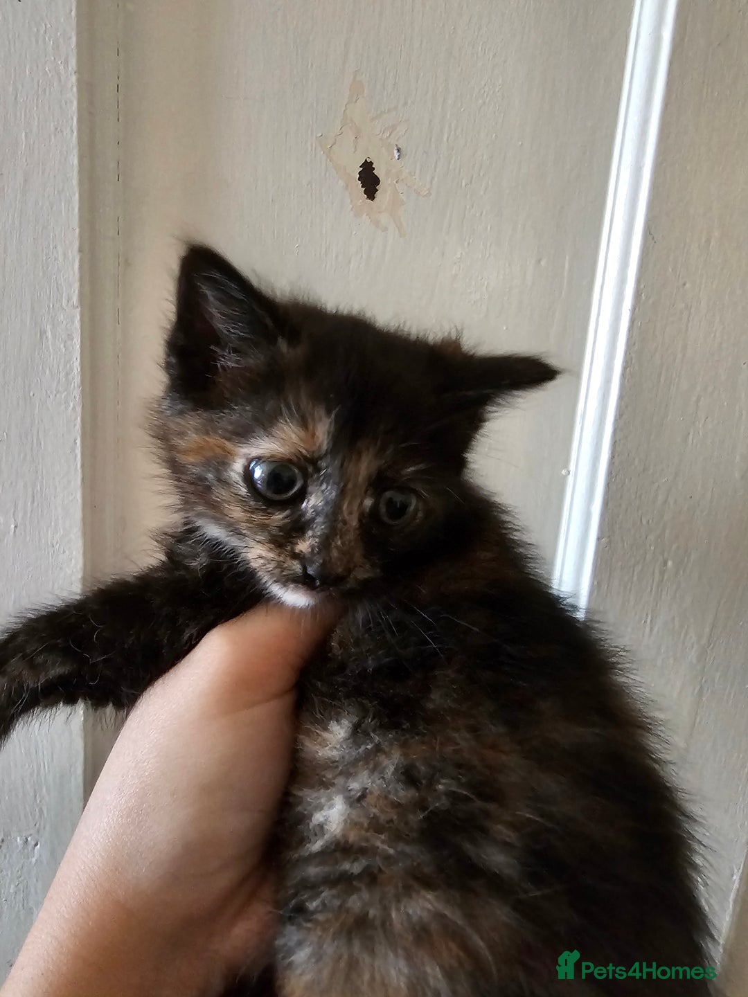 Mixed Breed cats for sale: Kittens for sale ready to leave to good homes  - Image 2