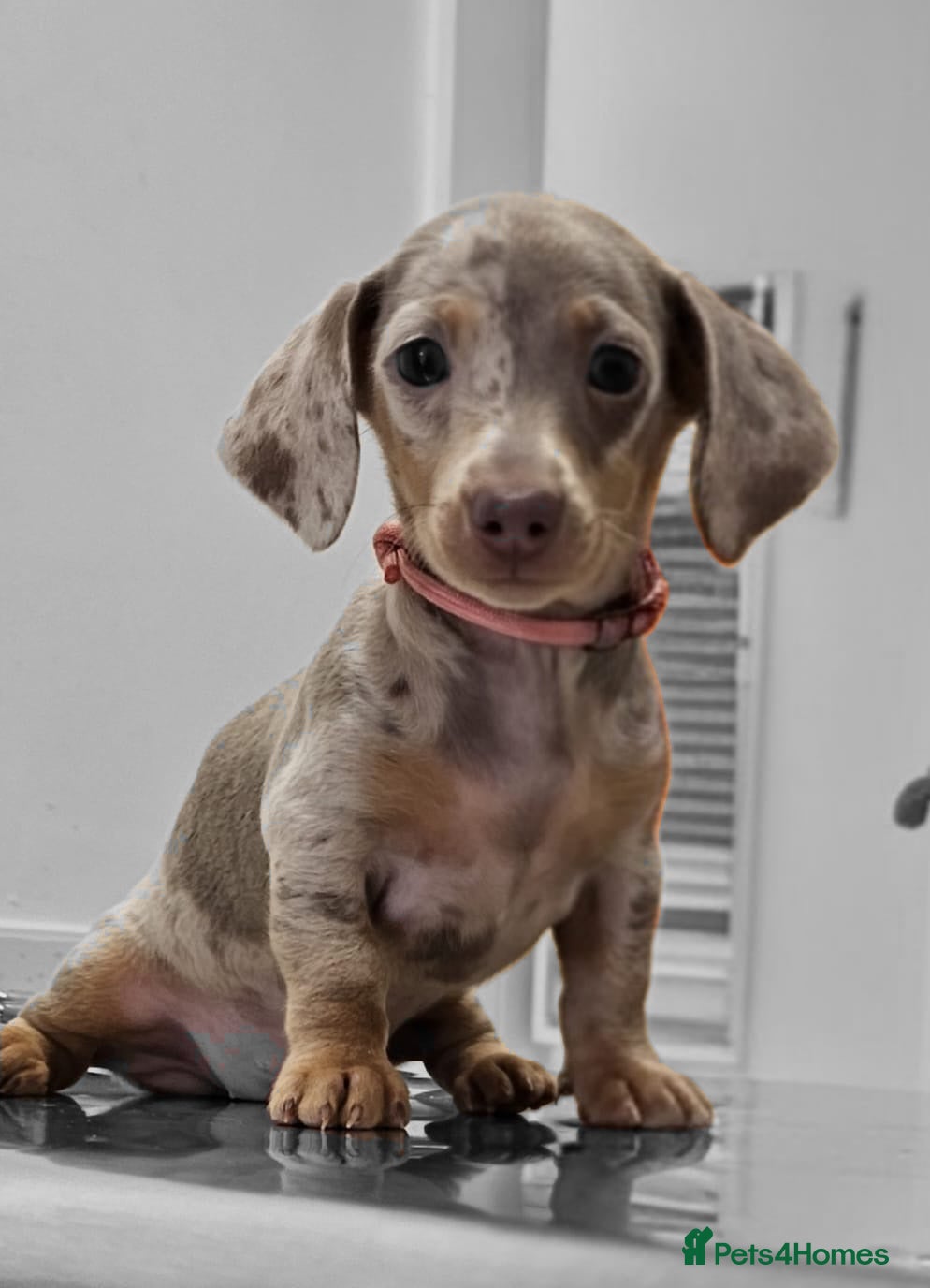 Miniature Dachshund dogs Beautiful Miniature Dachshund Pups  - Advert 3