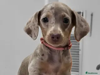 Miniature Dachshund dogs Beautiful Miniature Dachshund Pups - Advert 3