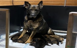 German Shepherd dogs for sale: 🐶 Outstanding Working line GSD puppies 🐶 - Image 1