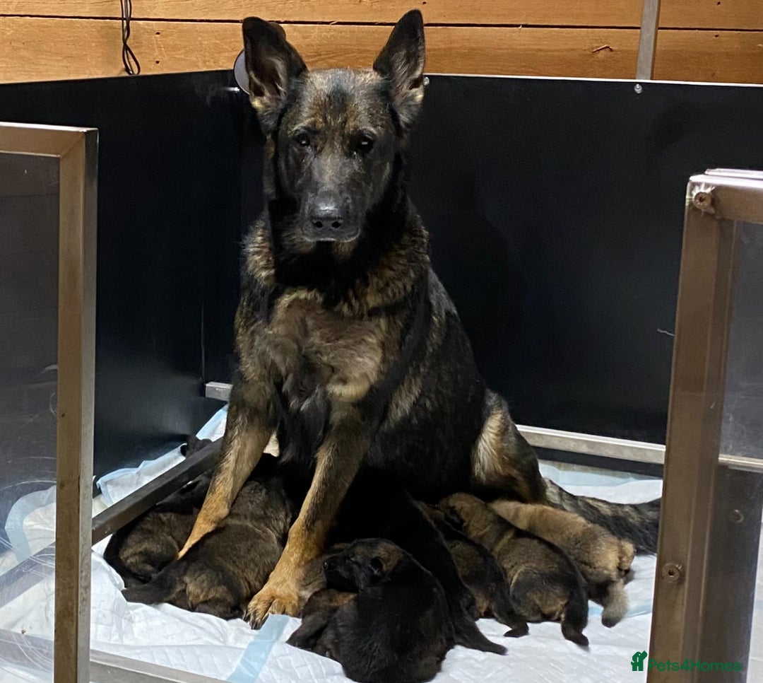 German Shepherd dogs for sale: 🐶 Outstanding Working line GSD puppies 🐶 - Image 1