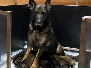 German Shepherd dogs - Advert 3