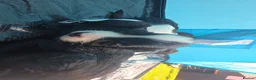 Sprocker dogs for sale: Sprocker puppies in Fraserburgh - Advert 10