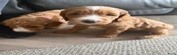 Cockapoo dogs for sale: Gorgeous cockapoo puppies in Nottingham - Advert 9