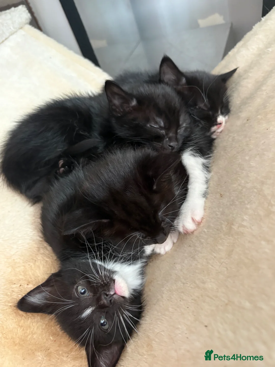 Mixed Breed cats for sale: Super cute kittens - Advert 13