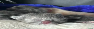 Siamese 1