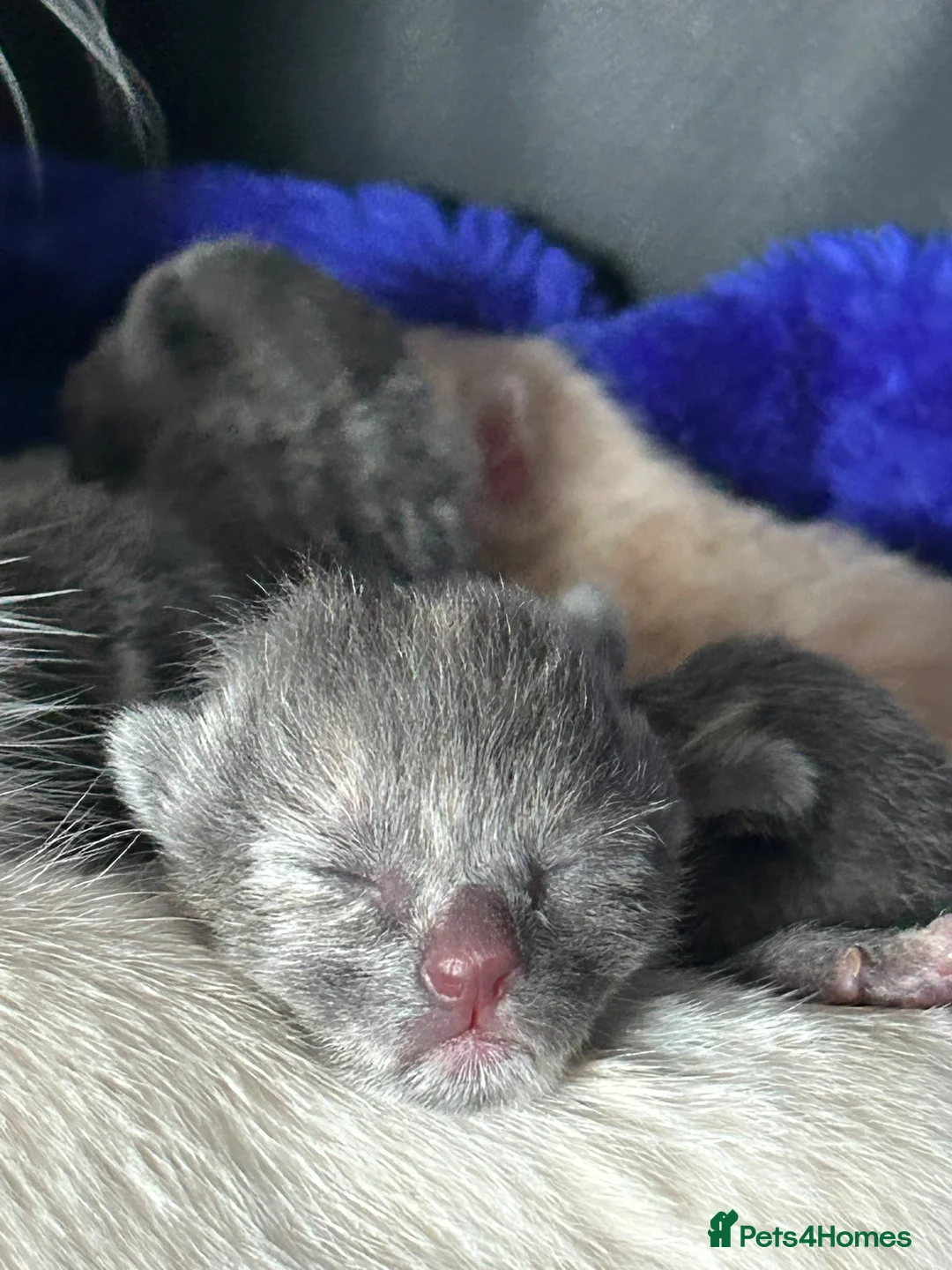 Siamese cats for sale: BSH X Lilac Point Siamese  - Advert 12
