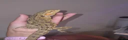 Bearded Dragon reptiles for sale: 10 month old female bearded dragon - Advert 2