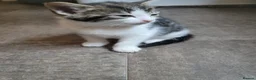 Mixed Breed cats for sale: 4 adorable kittens looking for a home. - Advert 13