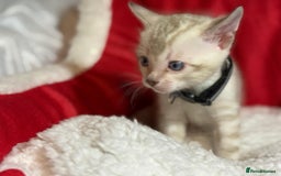 Bengal cats for sale: Bonnies Bengals  - Advert 19