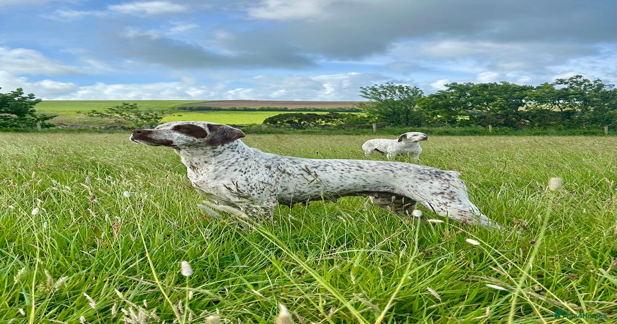 Female French Pointing Dog Braque Du Bourbonnais French Pointer
