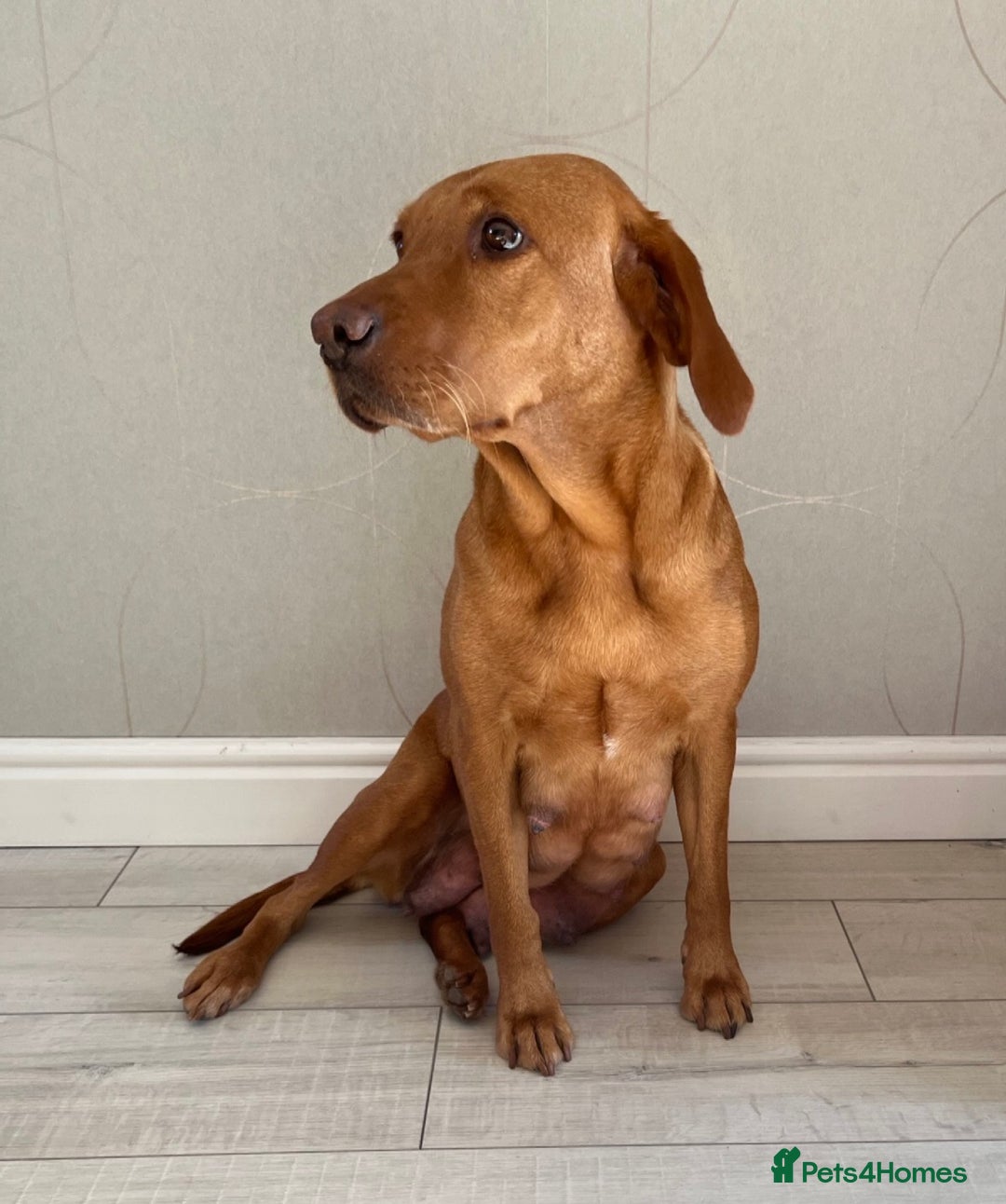 Labrador Retriever dogs for sale: Fox Red Labrador pups for sale - Image 2