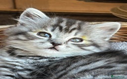 British Longhair cats for sale: British Longhair full pedigree - Advert 10