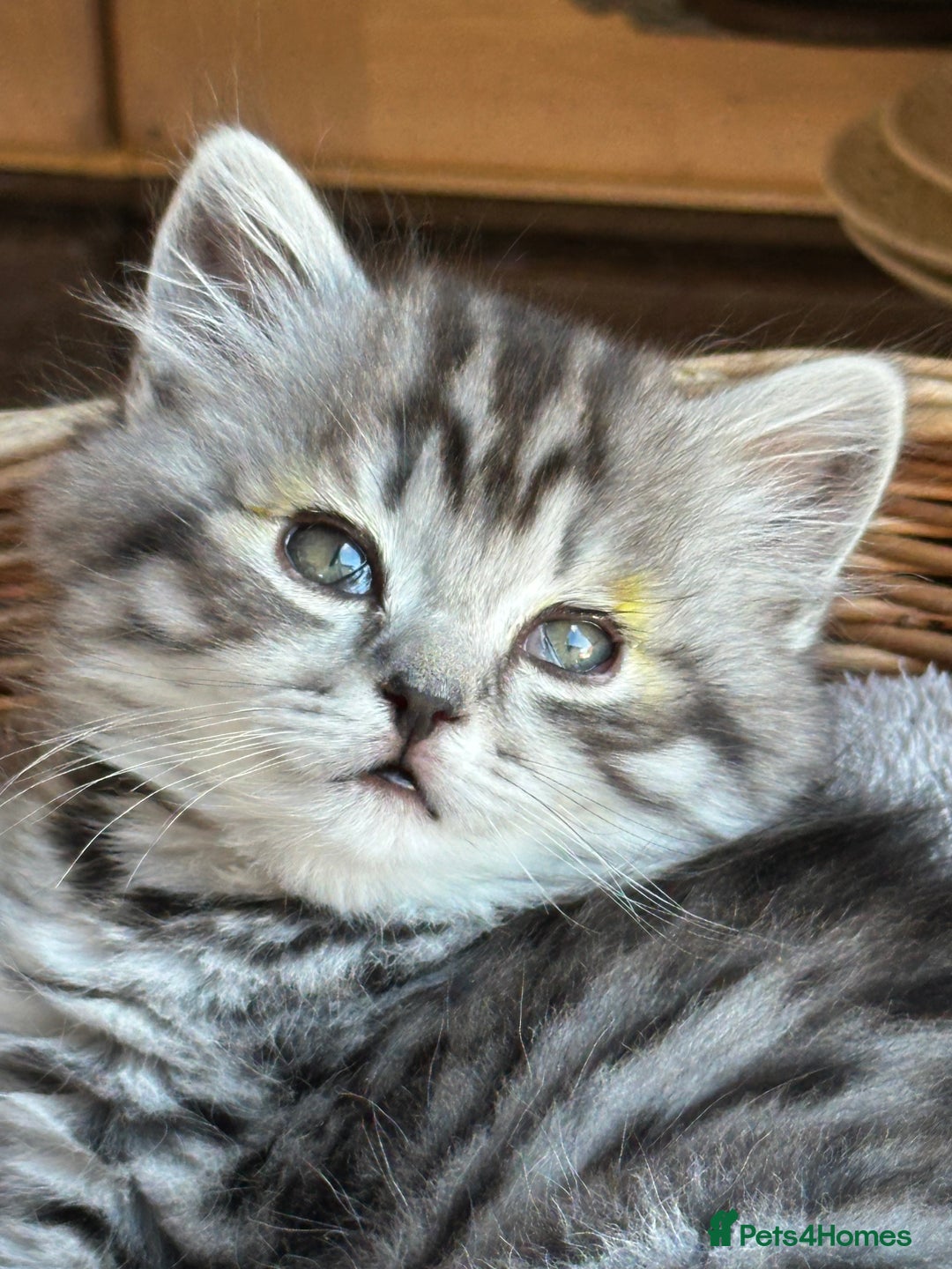 British Longhair cats for sale: British Longhair full pedigree - Advert 10