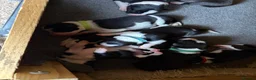 Border Collie dogs for sale: Boarder Collie puppies looking for active homes in Worcester - Advert 23