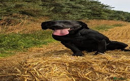Labrador Retriever dogs for sale: Black/red Labrador pups - Image 14