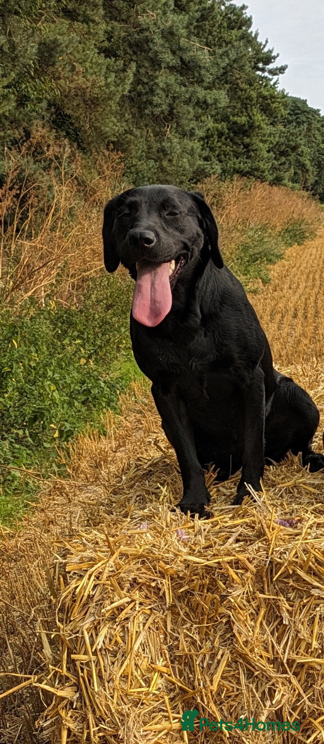 Labrador Retriever dogs for sale: Black/red Labrador pups - Image 14