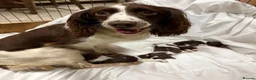 Sprocker dogs for sale: Sprocker Puppies! 🐾 - Advert 3