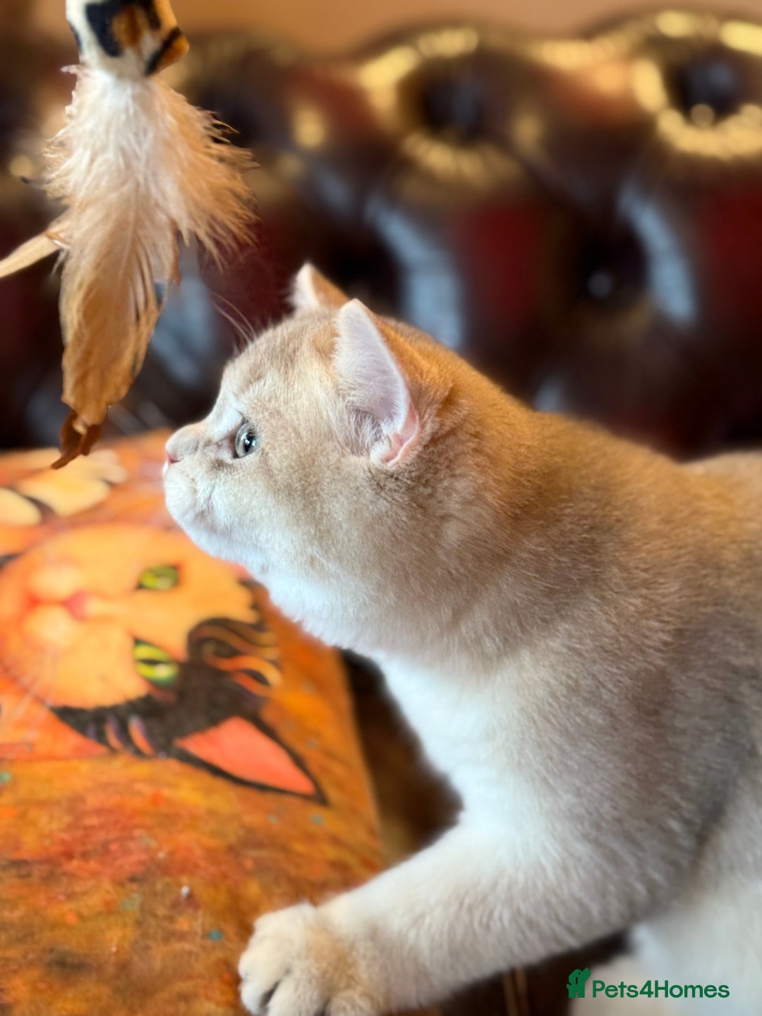 British Shorthair cats for sale: Pet or Active AY11/12 sired by x4 Champion - Advert 4