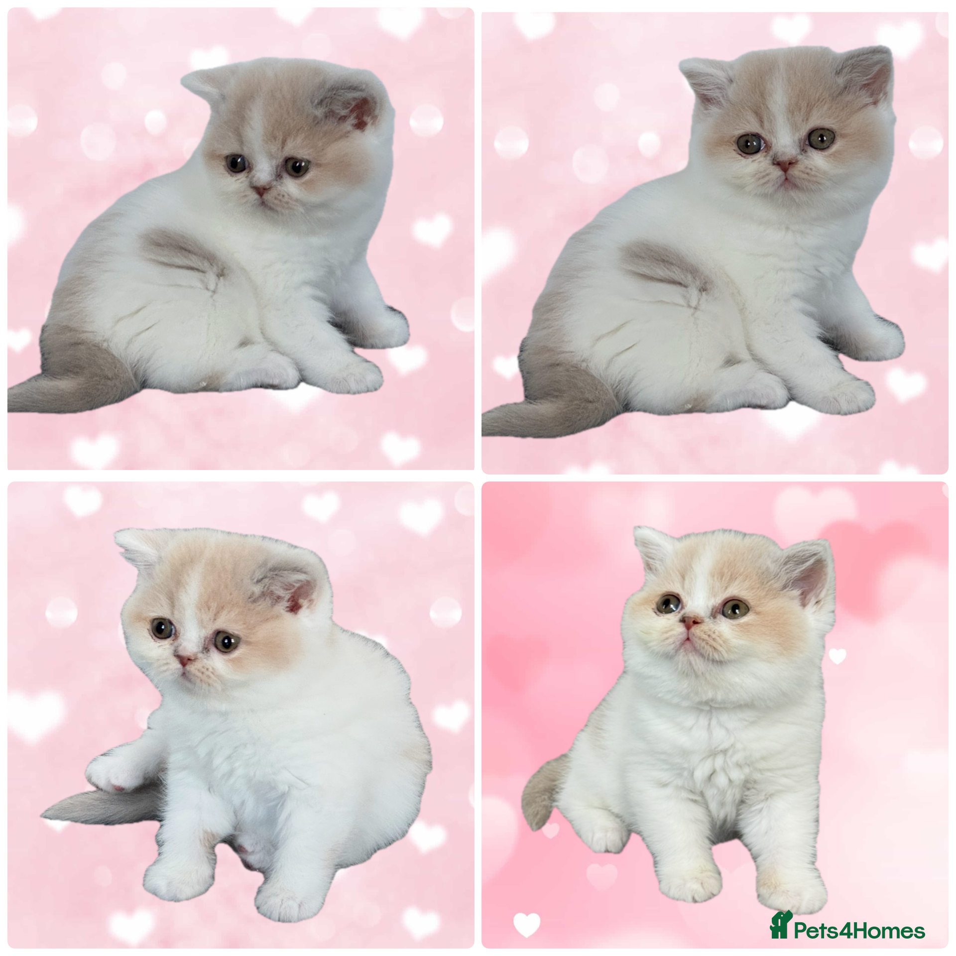 British Shorthair cats Ready end June !TICA SGC & CH daughter,stunning! - Advert 11